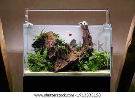                Aquascape with live plants and fish                 Royalty-Free Stock Photo #1913333158