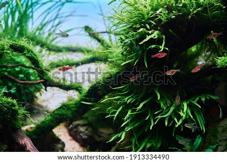                 Aquascape with live plants and fish Rasbora Espei and Diamond Tetra Royalty-Free Stock Photo #1913334490
