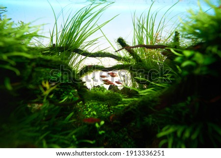                  Aquascape with live plants and fish Rasbora Espei              Royalty-Free Stock Photo #1913336251