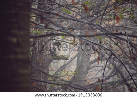  Strix uralensis standing on a branch in foggy weather