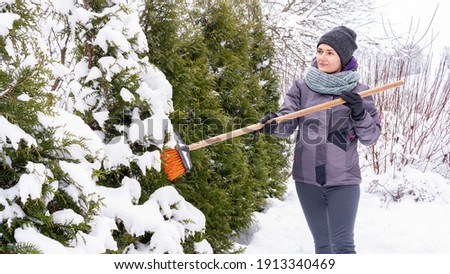 A woman gardener shakes off snow from thuja brabant branches with a broom so that they do not break from the weight of the snow. Garden maintenance in winter. Cleaning garden trees from heavy snow. Royalty-Free Stock Photo #1913340469