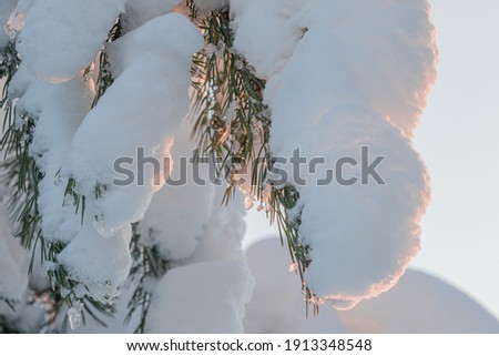 Pine branches under the snow, against the background of the sky. Dawn close-up