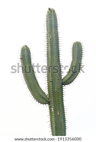 Image of a large cactus isolated against an off white background. Royalty-Free Stock Photo #1913356000