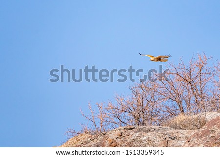 A red hawk fly in the blue sky. Bottom view
