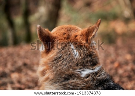 Charming little English Shepherd dog. Walking with dog in fresh air in forest. Pembroke Tricolor Welsh Corgi sits in woods in autumn yellow leaves rear view of head and ears.