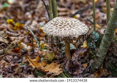 Amanita strobiliformis - the death cap, is a deadly poisonous basidiomycete fungus, one of many in the genus Amanita.The mushroom grows Carpathian Mountains in the forest.