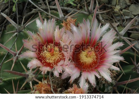 Echinocactus texensis with wonderful flowers Royalty-Free Stock Photo #1913374714
