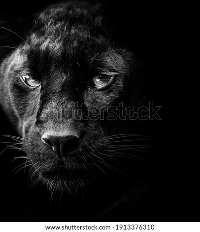 black panther face black and white 