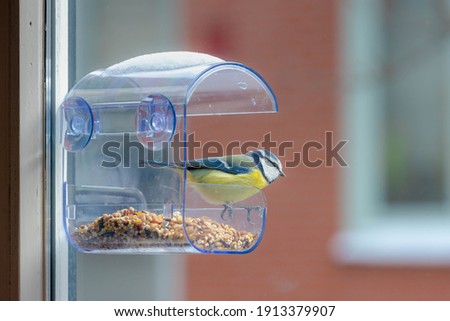 Care for bird food in winter in city, Eurasian blue tit (Pimpelmees) eating mixed nuts with worm hanging on glass window on balcony, Cyanistes caeruleus is a small passerine bird in the tit family.