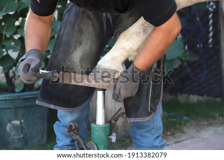 Farrier hoof-worker blacksmith grating the horse's hoof Royalty-Free Stock Photo #1913382079