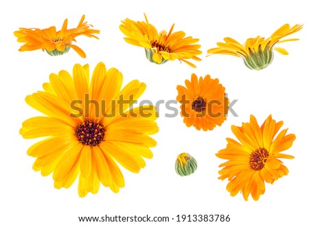 Calendula. Marigold flowers isolated on a white background, Collection.