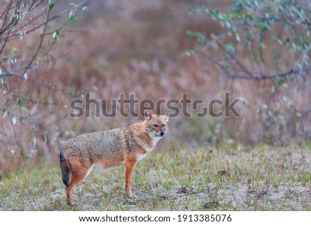 Golden jackal (Canis aureus) in Danube Delta a Ramsar Wetland and Unesco World Heritgage Site within Tulcea County in Romania, Europe