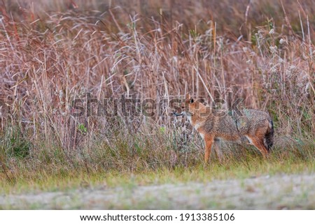Golden jackal (Canis aureus) in Danube Delta a Ramsar Wetland and Unesco World Heritgage Site within Tulcea County in Romania, Europe