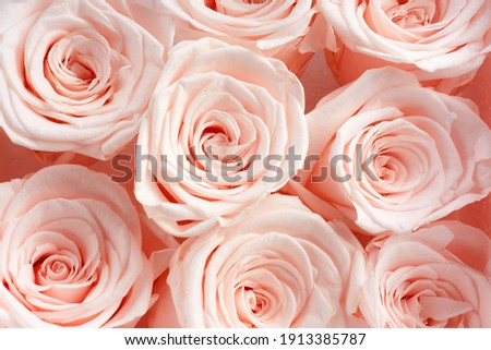 Beautiful pink roses background. Top view. Pastel color style