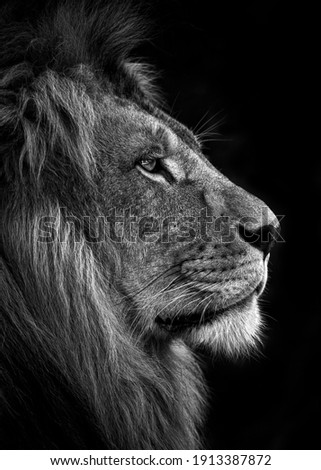 proud lion face black and white  Royalty-Free Stock Photo #1913387872