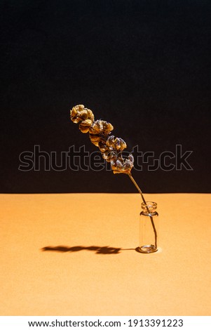 Three dried flower on a vase on a yellow black background. Set design.