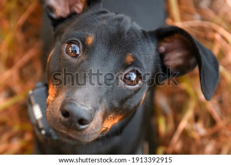 Black and tan miniature pinscher portrait on autumn time. German miniature pinscher sit outdoors on autumn  background. Smart and cute pincher with funny ears and round eyes Royalty-Free Stock Photo #1913392915