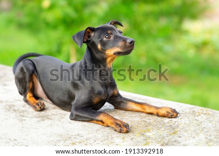 Black and tan miniature pinscher portrait on summer time. German miniature pinscher lies outdoors on a concrete siter with green background. Smart and cute pincher with funny ears and round eyes Royalty-Free Stock Photo #1913392918