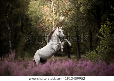 Pre horse on flower field Royalty-Free Stock Photo #1913409952