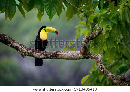 Keel-billed Toucan - Ramphastos sulfuratus  also known as sulfur-breasted toucan or rainbow-billed toucan, Latin American colourful bird, national bird of Belize, In the rainy dark in the evening.