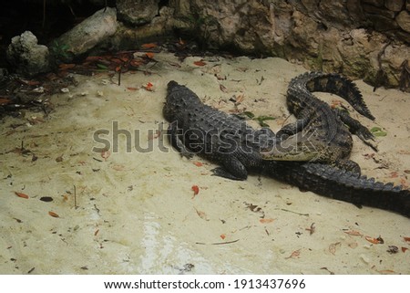 Baby turttles, a stringray, butteflies and crocodile  Royalty-Free Stock Photo #1913437696