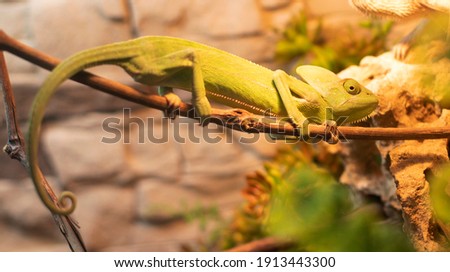 Green iguana on a branch, herbivorous lizard from the genus iguana