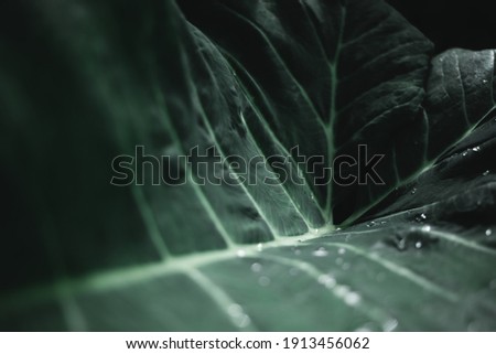 Moody Green foliage leaf background texture