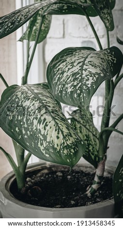 Ekibana in a home interior with beautiful foliage. Home plant vertical picture with flower.