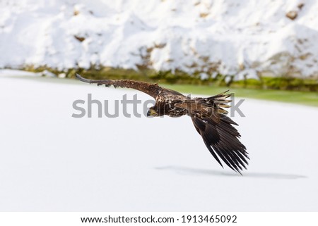 Eagle in flight. White-tailed eagle, Haliaeetus albicilla, flies over frozen lake with widely spread wings. Majestic bird hunting. Wildlife from winter nature. Sea eagle is the largest eagle in Europe