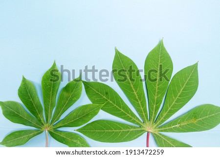 selective image focus of Cassava leaves on a blue background