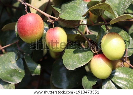 red colored tasty jujube closeup with tree on firm