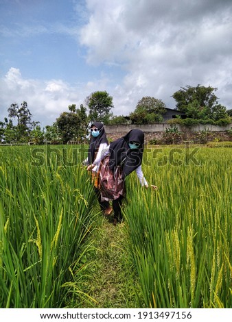 enjoy the nature od rice field. located in Indonesia