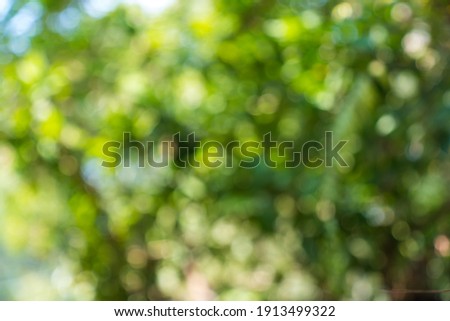 Blurred  green  foliage  tree  bokeh  background