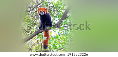 Red panda foraging in the forest