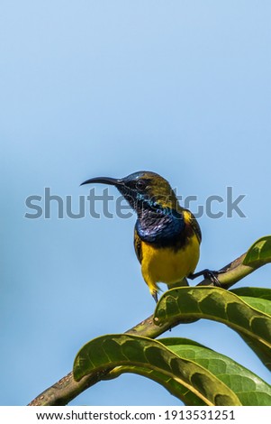 Male Olive-backed sunbird perching on the tree branch with blue sky background.