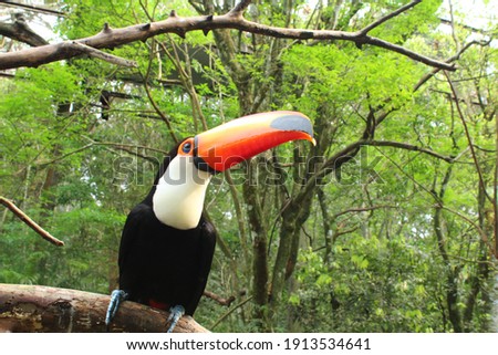 toucan bird in a branch in the midlle of trees
