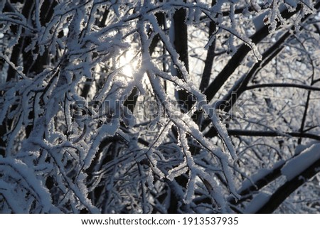 tree branches covered with fresh white frost, lit by sun