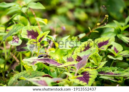 A wasp on a purple green leaf Royalty-Free Stock Photo #1913552437