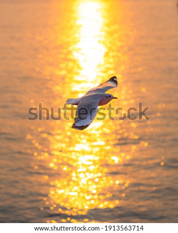 seagulls over sea at sunset Royalty-Free Stock Photo #1913563714