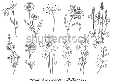 Wild flowers set. Hand drawn line black flowers, herbs and leaves, stem and petals. Herbal and meadow plant collection, decor floral elegant elements. Vector isolated botanical illustration Royalty-Free Stock Photo #1913577385