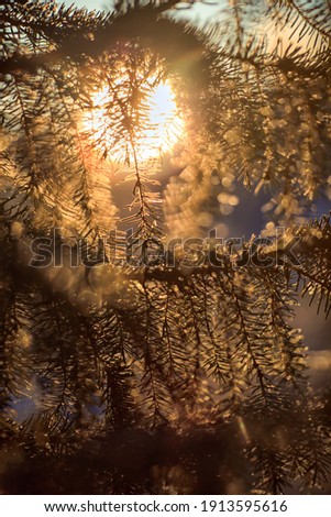 the sun peeks out from behind the branches of a fir tree. Image wiht selective focus.  