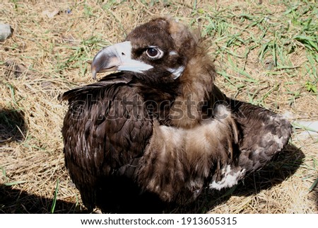 Vulture in the zoo in the city of Yalta (Crimea, Crimean peninsula).