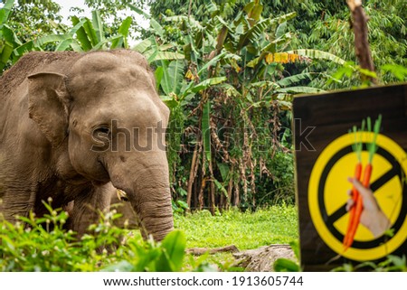 A sumatran elephant beside a don't feed the animals sign, Indonesia