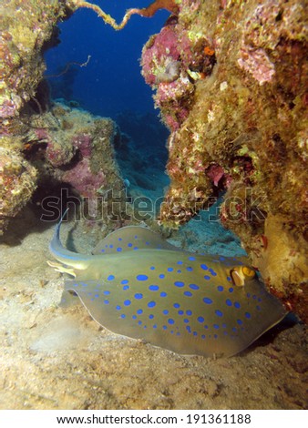 Beautiful blue spotted ribbontail stingray