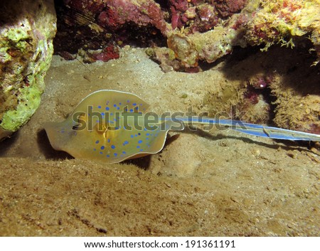 A small blue spotted stingray