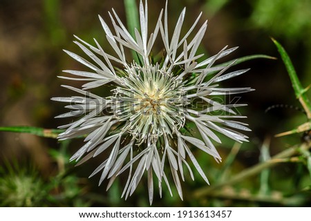 Thistle Flower In The Countryside Of Sardinia, Macro Photography, Close Up