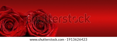 Macro image of two reds rose with water droplets on red background . Copy space for text. Banner