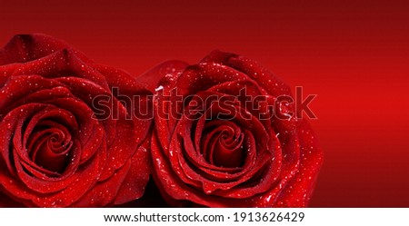 Macro image of two reds rose with water droplets on red background . Copy space for text.