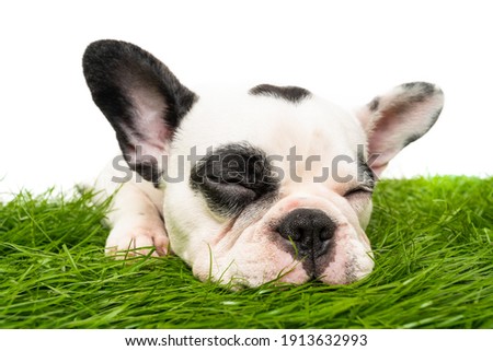 french bulldog dog sleeping  isolated on white background 