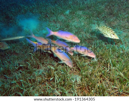 Yellowsaddle goatfish (mullidae) hunting over seagrass